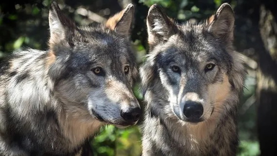 Rubrik_Naturschutz_-_pixabay-wolf-2984865__340